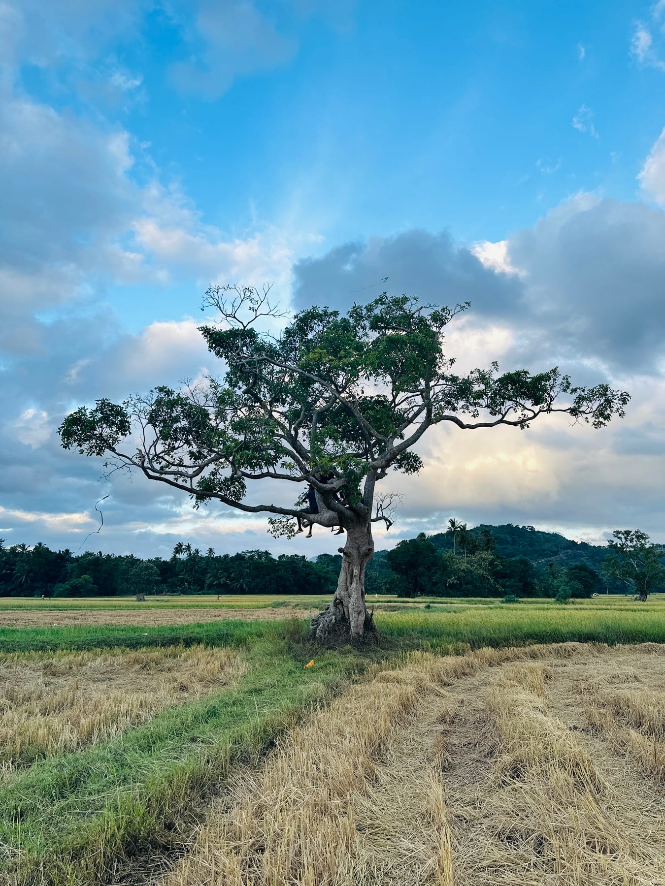 Large tree in a field near Pothuhera beneath a blue sky