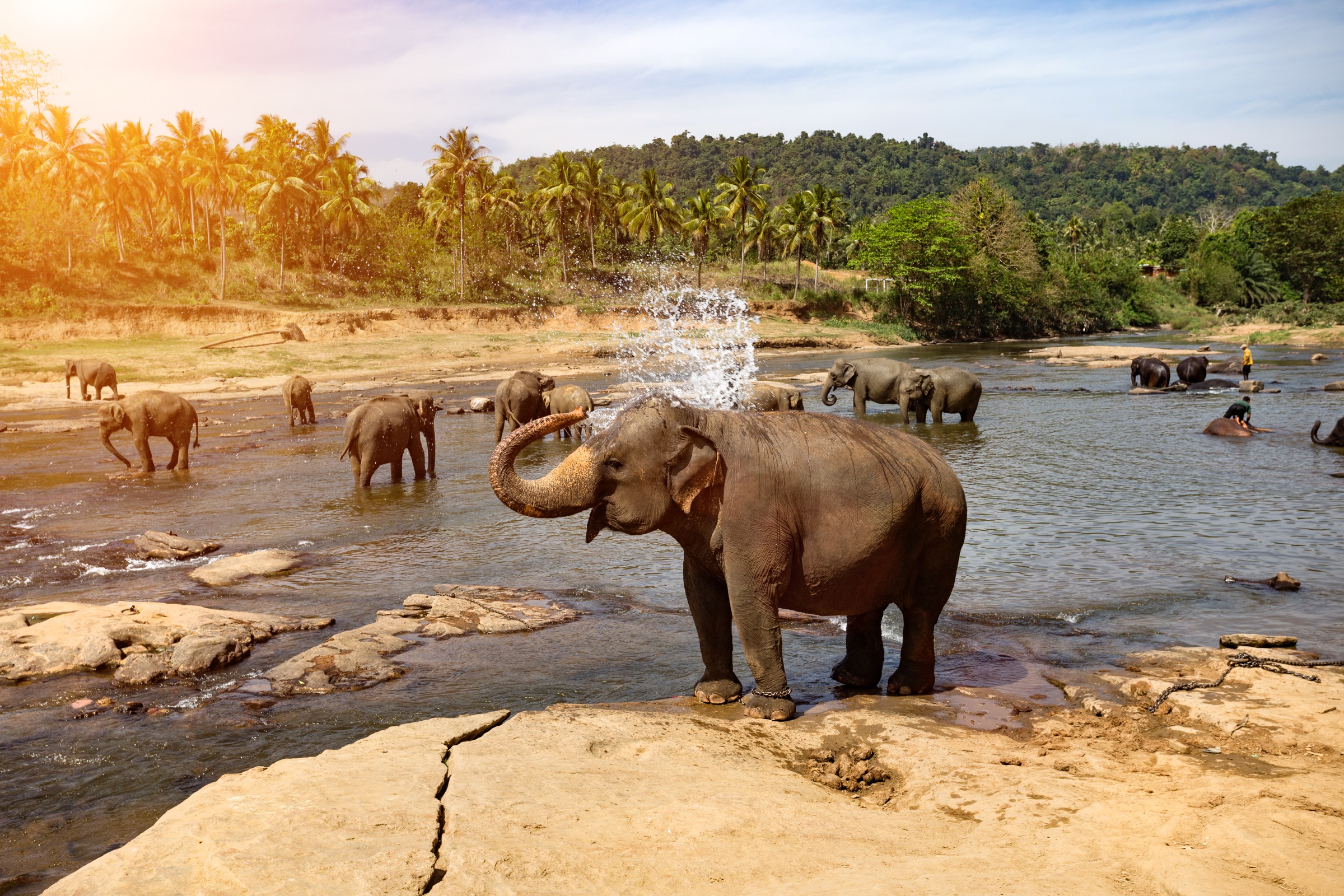 Elephants bathing in a river beneath tropical palms