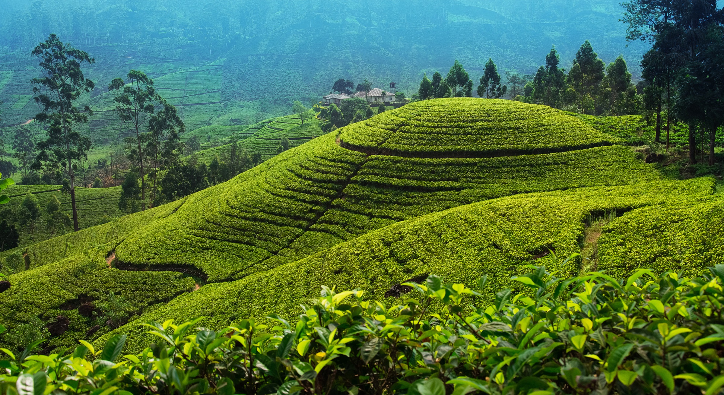 Tea-covered hills in Sri Lanka's central highlands